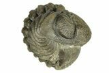 Long Enrolled Austerops Trilobite - Morocco #269194-2